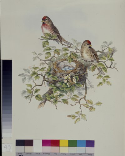 Kleine Barmsijs (Aegiothus Rufescens) door John (after) Gould