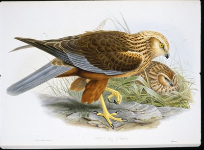 Bruine kiekendief door John (after) Gould