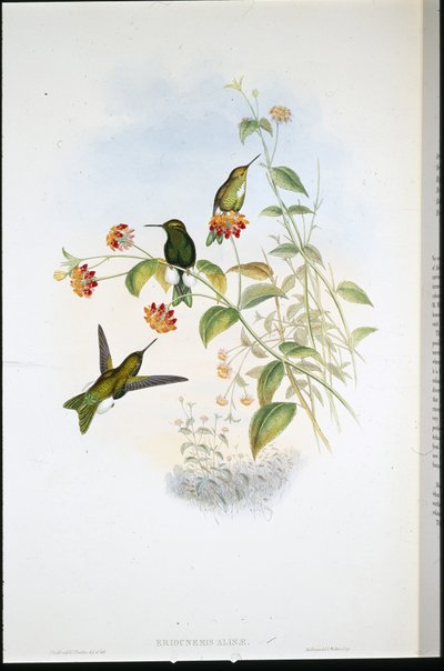 Metalen pluispoot (Eriocnemis Alinae) door John (after) Gould