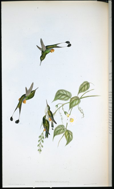 Roodlaars Racketstaart door John (after) Gould