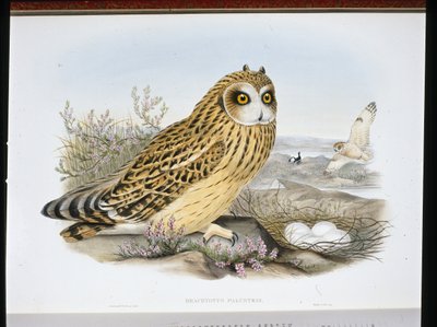 Velduil (Brachyotus Palustris) door John (after) Gould