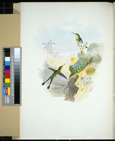 Schaarstaart-racketstaart (spathura scissiura) door John (after) Gould