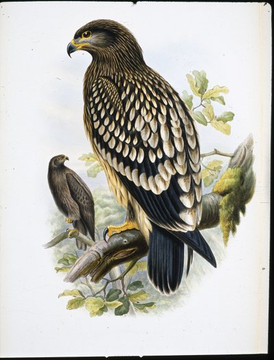 Schreeuwarend (Aquila Naevia) door John (after) Gould