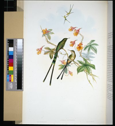 Treindrager (lesbia eucharis) door John (after) Gould