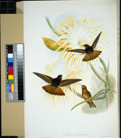 Venezolaanse Stenura (panychlora stenura) en (panychlora Russata) door John (after) Gould