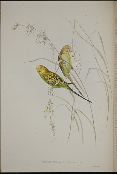 Zingende grasparkiet (Melopsittacus Undulatus) door John (after) Gould