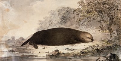Zeeotter, gravure naar tekening van John Webber gemaakt tijdens de derde reis van James Cook door John (after) Webber