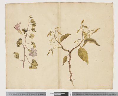 F.13 Ipomea Pes, caprae; Celtis paniculata, c.1790-95 door John (attr. to) Doody