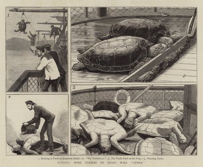 Thuisbrengen van schildpadden aan boord van HMS Jumna door John Charles Dollman