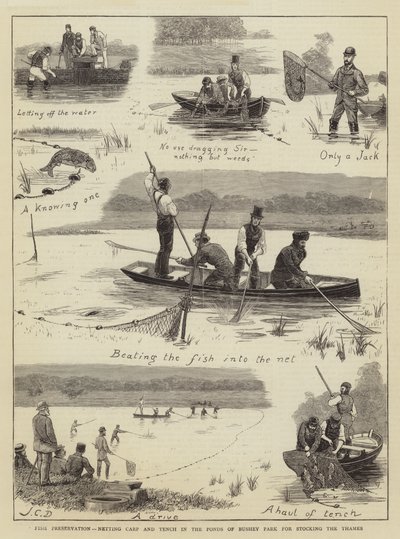 Visconservering, Netten van Karper en Zeelt in de Vijvers van Bushey Park voor het bevoorraden van de Theems door John Charles Dollman