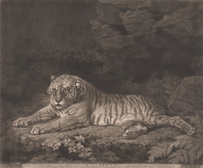 Een tijgerin door John Dixon