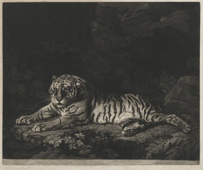 Een tijgerin door John Dixon after George Stubbs