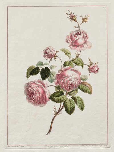 Een verzameling bloemen getekend naar de natuur - Koolsroos, 1801 door John Edwards