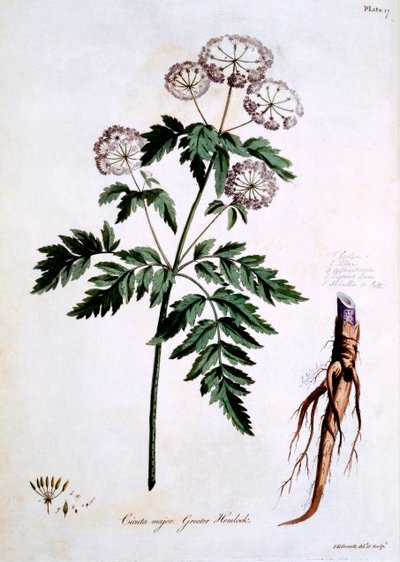 Grote Waterscheerling [Cicuta major], illustratie uit 
