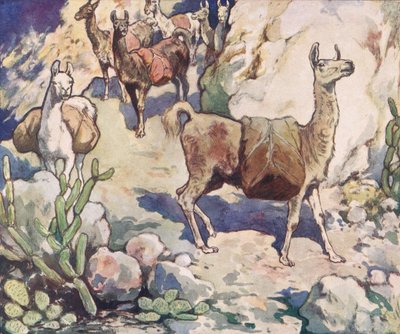 Alpaca