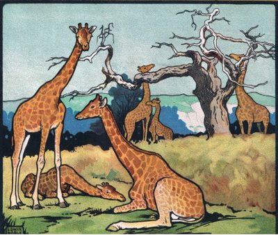 Giraffen, illustratie uit 
