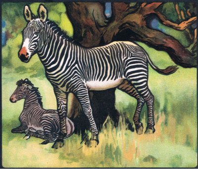 Zebra