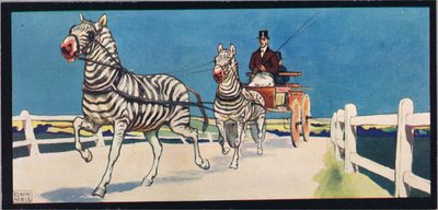 Zebra