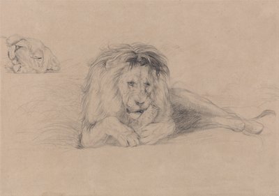 Studie van een leeuw en studie van een leeuwinnenhoofd door John Frederick Lewis