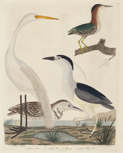Groene Reiger, Nachtreiger, Jonge Reiger en Grote Witte Reiger door John G. Warnicke after Alexander Wilson