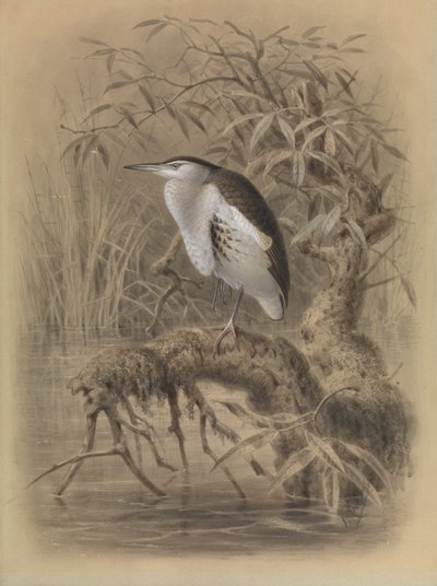 Kleine Roerdomp, Ixobrychus minutus door John Gerrard Keulemans