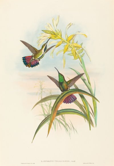Lampornis veraguensis Veraguan Mango. Makers: John Gould, Henry Constantine Richter door John Gould and Henry Constantine Richter John Gould and Henry Constantine Richter