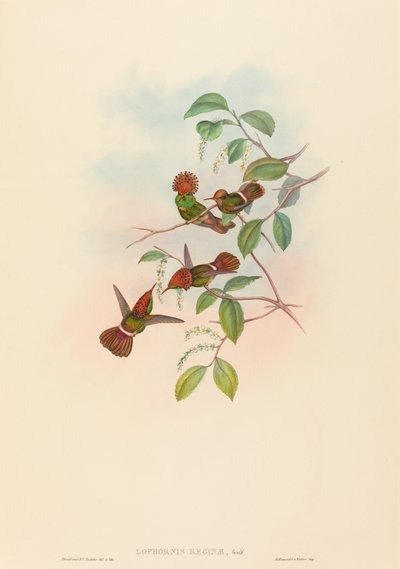 Lophornas reginae Spangled Coquette. Makers: John Gould, Henry Constantine Richter door John Gould and Henry Constantine Richter John Gould and Henry Constantine Richter