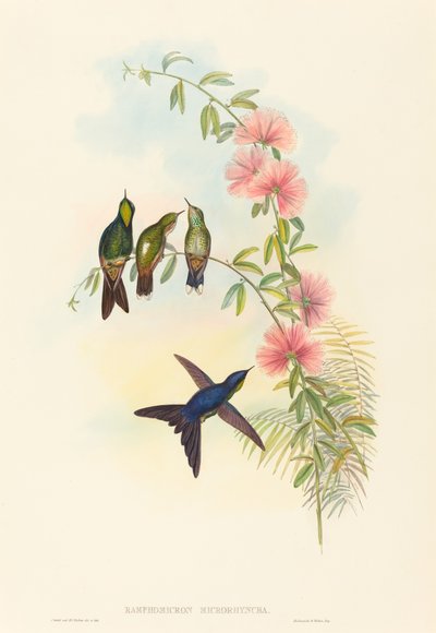 Ramphomicron microrhyncha Kleinbekdoornvogel door John Gould and Henry Constantine Richter John Gould and Henry Constantine Richter