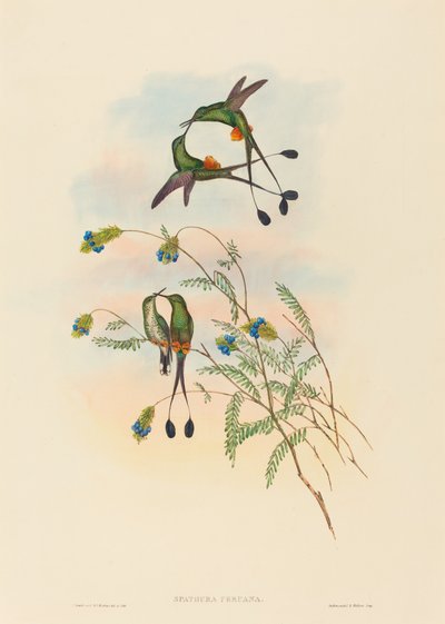 Spathura peruana Peruaanse Racket-Staart door John Gould and Henry Constantine Richter John Gould and Henry Constantine Richter