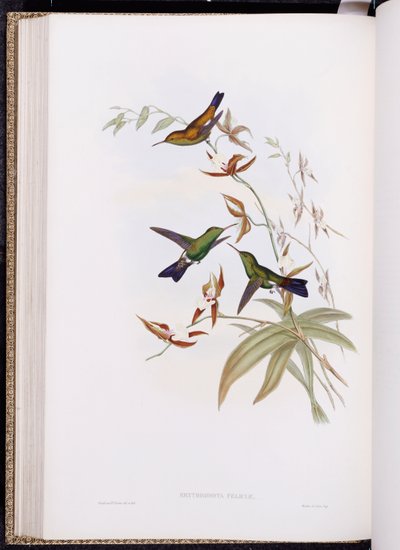 Een Monografie van Trochilidae, of Familie van Kolibries, gepubliceerd 1849-61 door John Gould