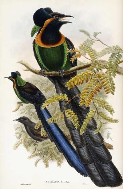 Arfak Astrapia door John Gould
