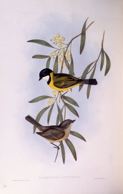 Zwartstaartfluiter (Pachycephala melanura), gravure door John Gould