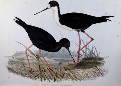 Zwarte Steltkluut (Himantopus novaezelandiae), gravure uit Birds of Australia door John Gould