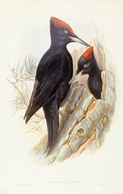 Zwarte specht (Dryocopus martius), gravure door John Gould door John Gould
