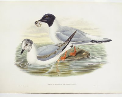 Bonapartes meeuw (Larus philadelphia), illustratie door John Gould