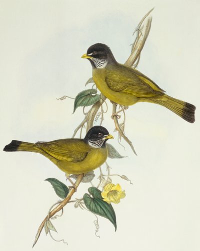 Kraagvink (Spizixos semitorques), Gravure door John Gould door John Gould