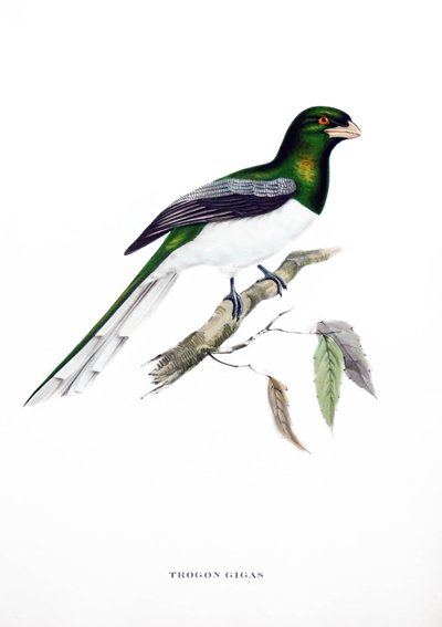 Reuzentrogan, vogel uit India, gravure uit boek van John Gould (1804-1881) "Tropische Vogels" door John Gould