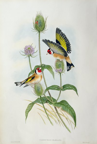 Putter (Carduelis Elegans) door John Gould