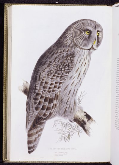Grote Asgrauwe Uil, uit "The Birds of Great Britain", gepubliceerd Londen, 1862-73 door John Gould