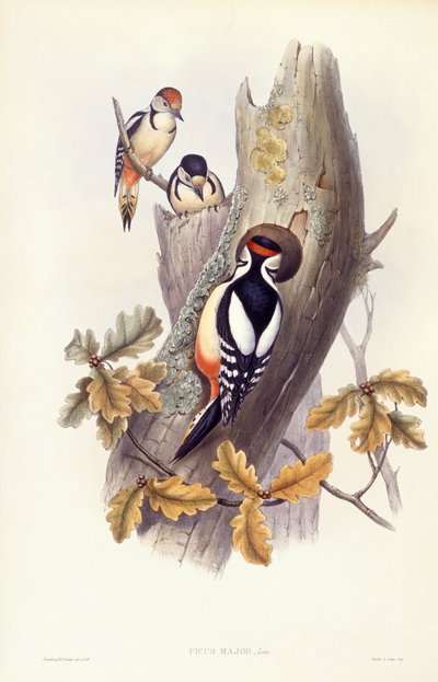 Grote Bonte Specht (Dendrocopos major), Gravure door John Gould door John Gould