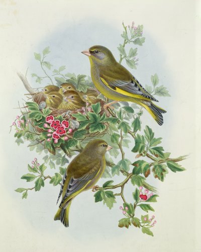 Groenling, 1873 door John Gould