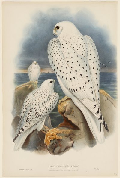 Groenlandse valk door John Gould