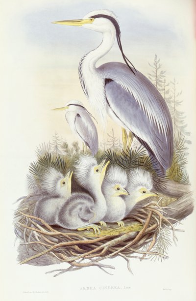 Grijze reiger (Ardea cinerea), gravure door John Gould door John Gould