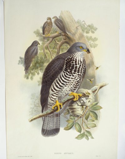 Wespendief (Pernis apivorus), illustratie door John Gould