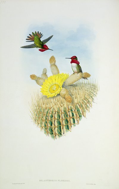 Kolibrie, gegraveerd door Walter en Cohn door John Gould