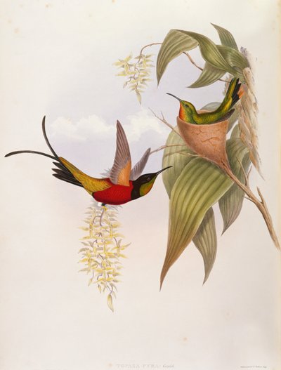 Kolibries (Topaza Pyra) uit 
