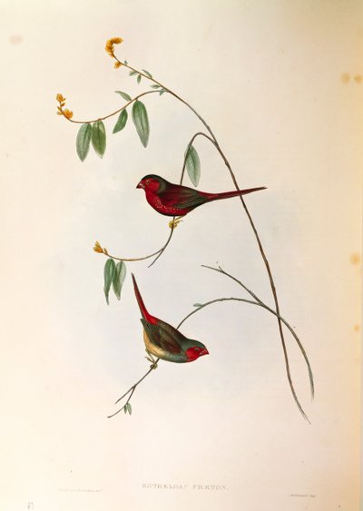 Illustratie uit John Gould