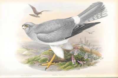 Illustratie van Circus Cyaneus (Blauwe Kiekendief) door John Gould