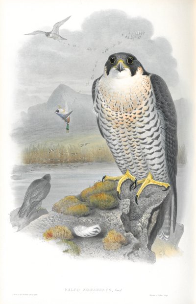 Illustratie van Falco Peregrinus (Slechtvalk) door John Gould