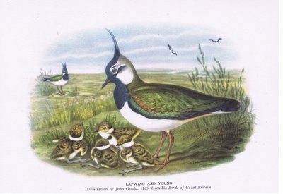 Kievit en jongen, Natuur in Groot-Brittannië uitgegeven door Collins, 1946 door John Gould